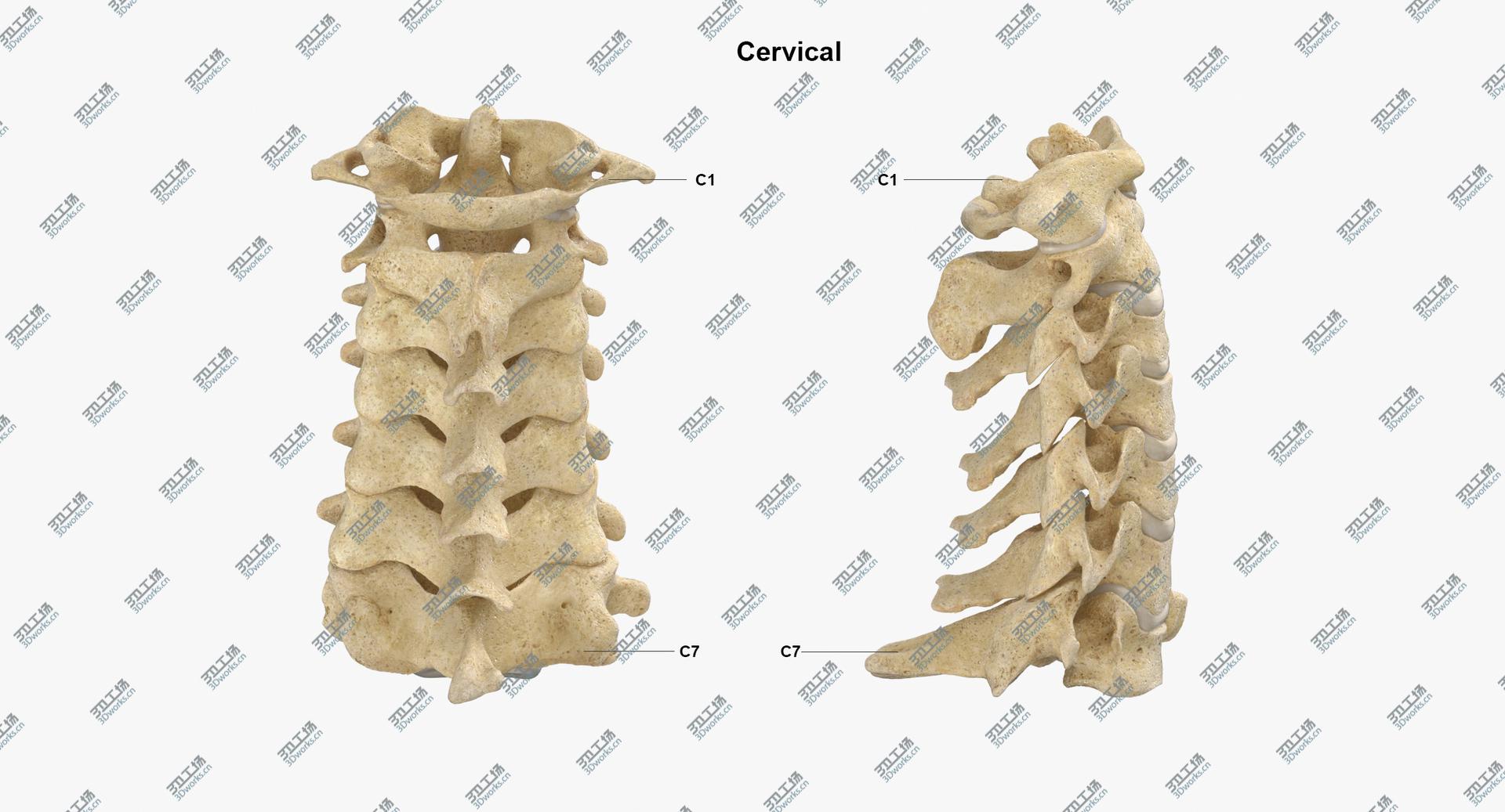 images/goods_img/2021040163/Real Human Neck Cervical Vertebrae C1 to C7 Bones With Intervertibral Disks 01 model/4.jpg